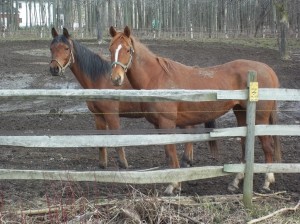 horse rescuing- horses in the pasture