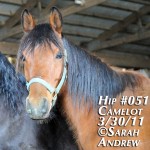 rescue horse 