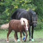 rescue horses - Chubby & Kismet