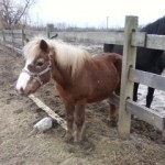 rescue horses - Chubby & Kismet