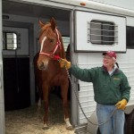 horse rescuing - Lexi getting off trailer