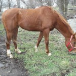 rescuing horses - Lexi