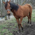 rescuing horses - Baybe