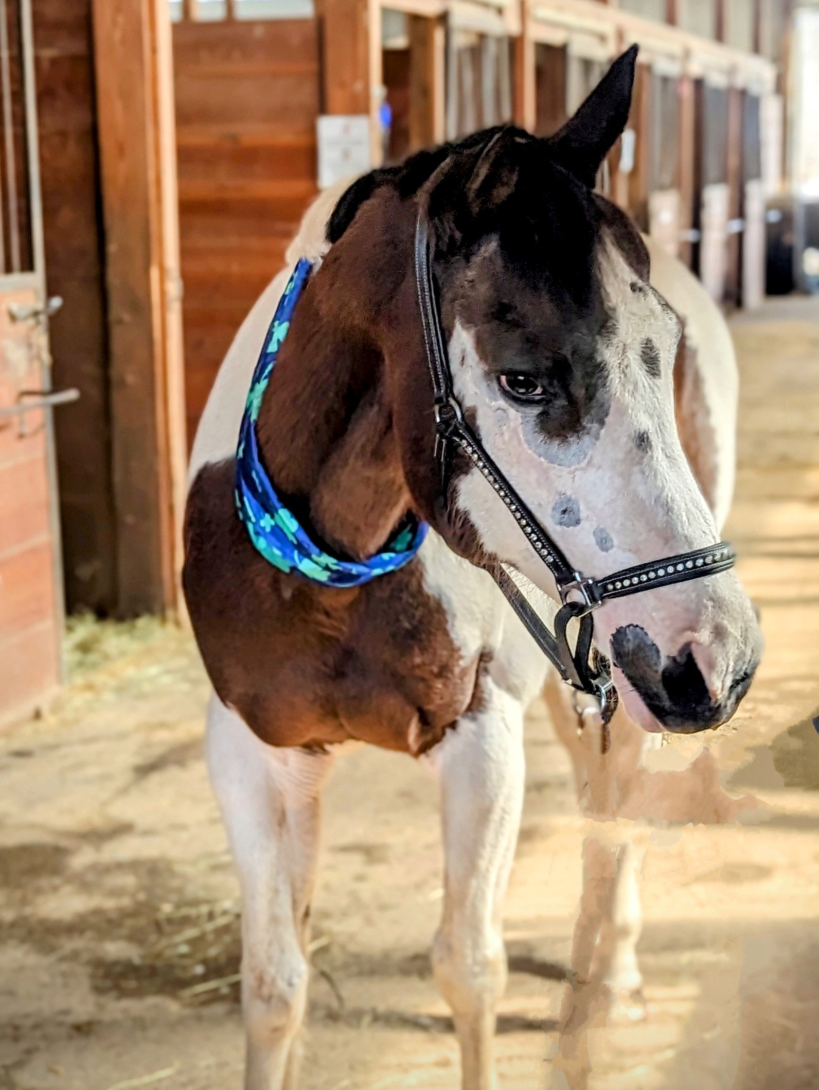 rescue horse Ivy